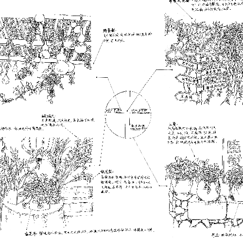 本草纲目