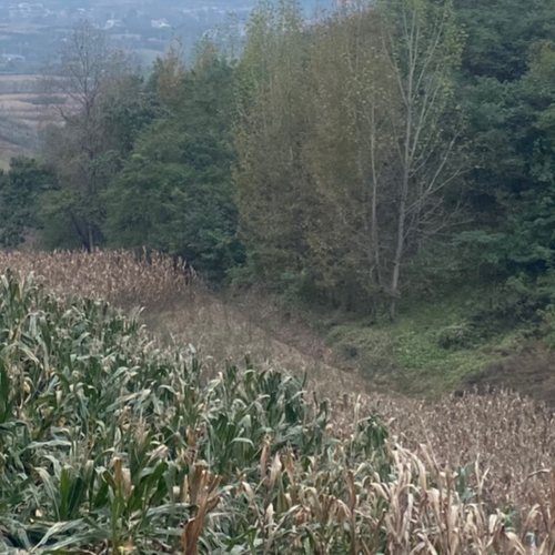 蓝田风景