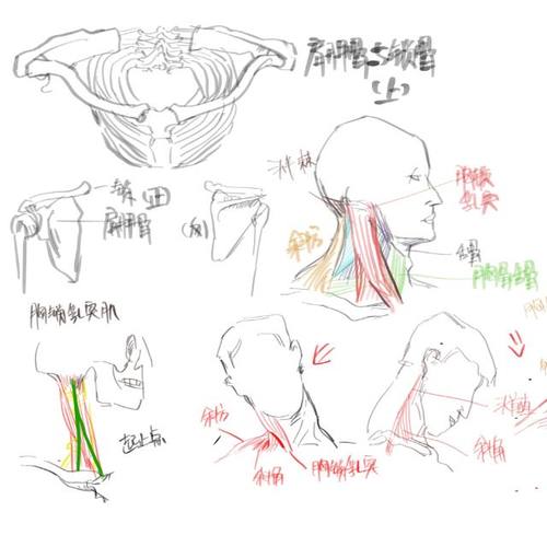 人体结构练习