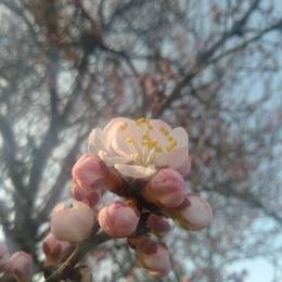 过年2