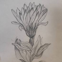 绽放（3）