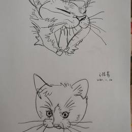 猫⑵