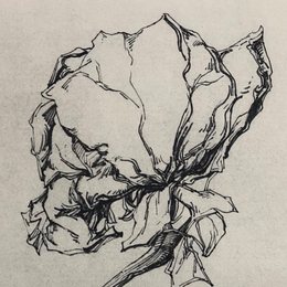 枯玫