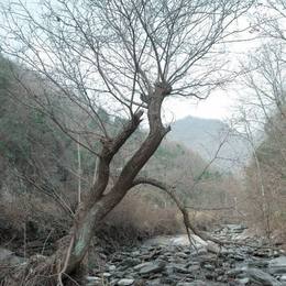 枯树