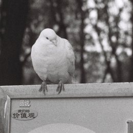 鸽