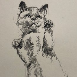 猫
