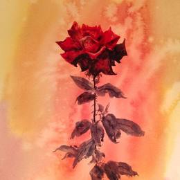 《玫瑰花》