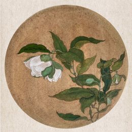 夜合花吐页临摹